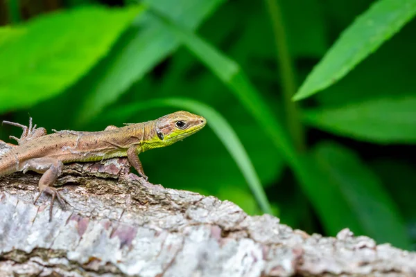 Lézard Dans Nature Avec Ses Mouvements Mystérieux — Photo