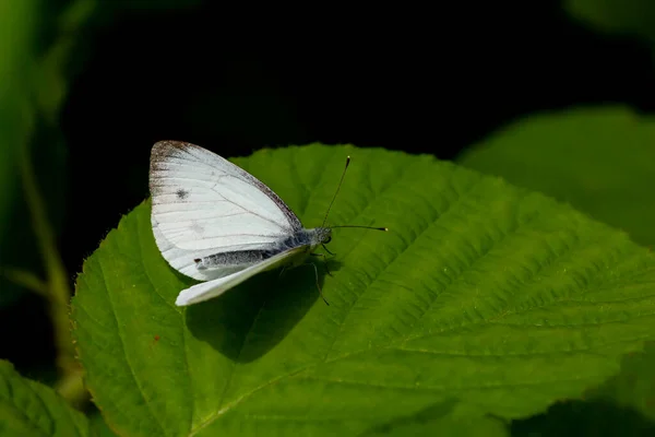 Λευκή Πεταλούδα Σκαρφαλωμένη Πράσινο Φύλλο Pieris Rapae — Φωτογραφία Αρχείου