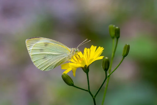 ピエリス ブラッシカ 黄色の花に餌を与える偉大な白い天使 — ストック写真