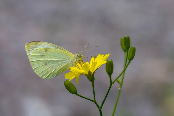 Pieris Brassicae Great White Angel Feeding Yellow Flowers — Stock Photo, Image
