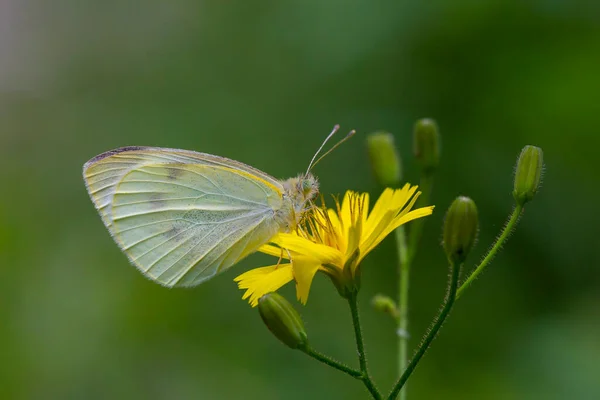 ピエリス ブラッシカ 黄色の花に餌を与える偉大な白い天使 — ストック写真