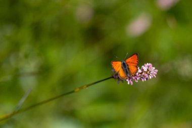 Ateşli kırmızı kanatlı kelebek pembe çiçeğe tünemiş, Lycaena kantinleri
