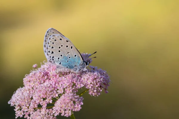 ピンピネラの花 ペンガリス ナイスス に影がある大きな青は フェンガリオン科の蝶の一種です — ストック写真