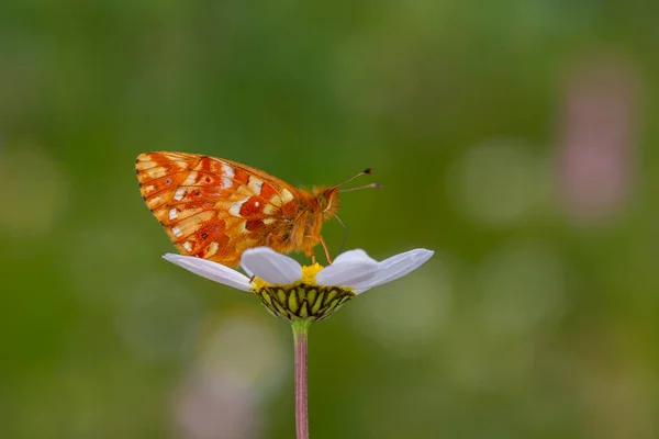 Красная Бабочка Сидящая Маргаритке Кавказская Болория — стоковое фото