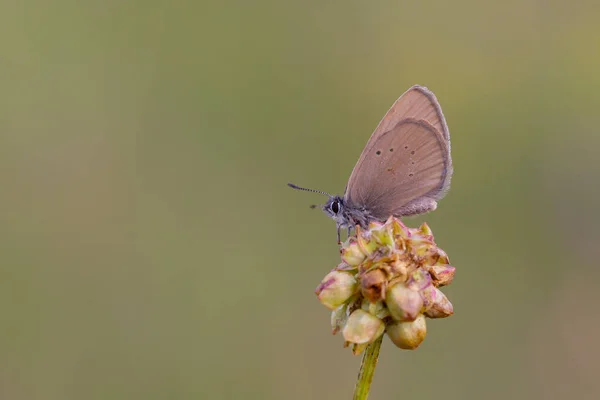 Minuscule Papillon Brun Perché Sur Fleur Phengaris Nausithous — Photo