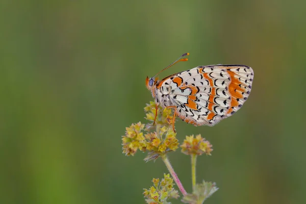 Rode Vlinder Een Droge Bloem Melitaea Persea — Stockfoto