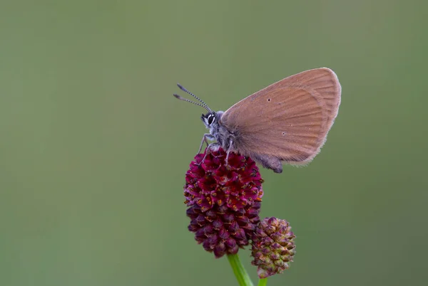 Petit Papillon Brun Sur Plante Hôte Phengaris Nausithous — Photo