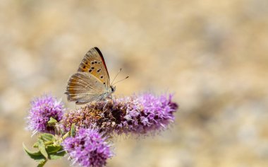 Kanatta küçük kırmızı kelebek, altın bakır, Lycaena thetis