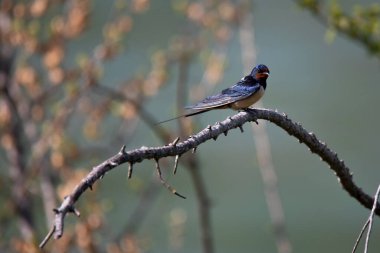 Genç kırlangıç dalda