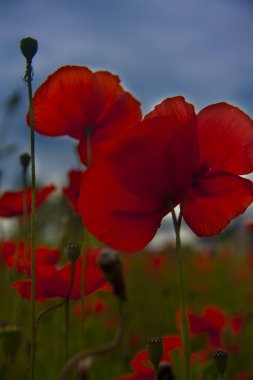Güzel kırmızı gelincik deseni