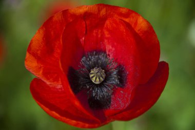 Güzel kırmızı gelincik deseni