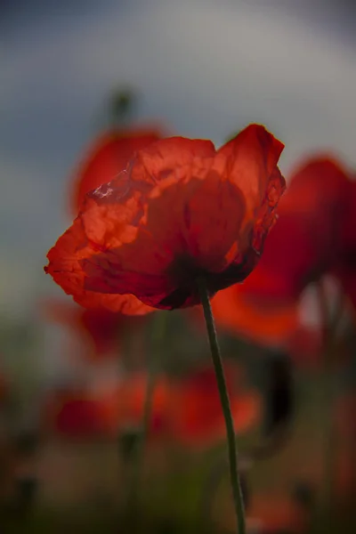 Bonito Vermelho Papoula Clouse Até — Fotografia de Stock