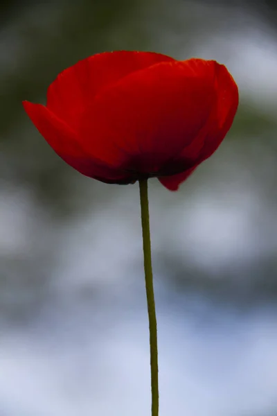 Bonito Vermelho Papoula Clouse Até — Fotografia de Stock