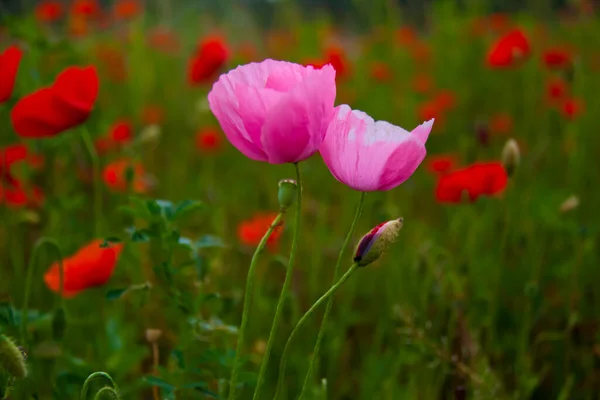 Dos Amapolas Rosadas Entre Amapolas Rojas — Foto de Stock