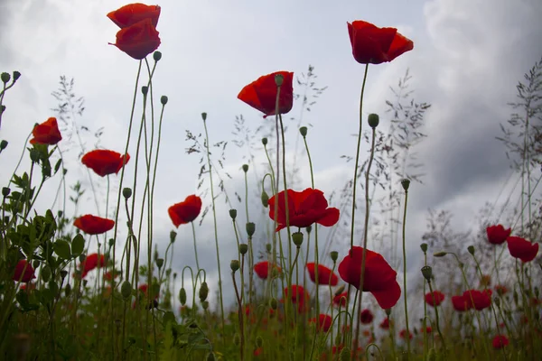 Beaux Coquelicots Rouges Sur Terrain — Photo