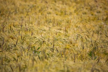 Tarım için sarı sivri uçlu alanlar