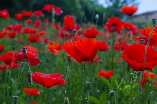 Beau Champ Coquelicots Rouges — Photo