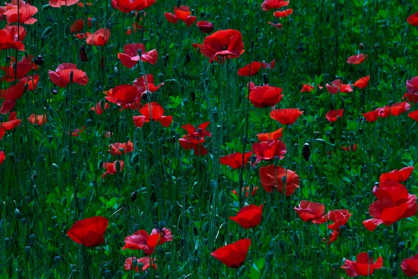 Hermoso Campo Amapolas Rojas — Foto de Stock