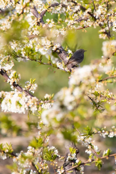 Liten Fågel Blommande Gren — Stockfoto