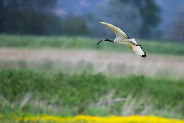 Heliga Ibis Migrationer Toscana Italien — Stockfoto