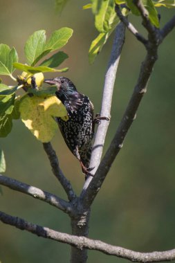 Açgözlü kuş sığırcığı incir yer.