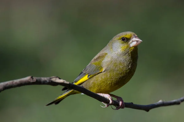 ブランチのグリーンフィンチ鳥 — ストック写真