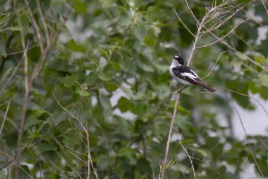 beyaz siyah kuş dalda