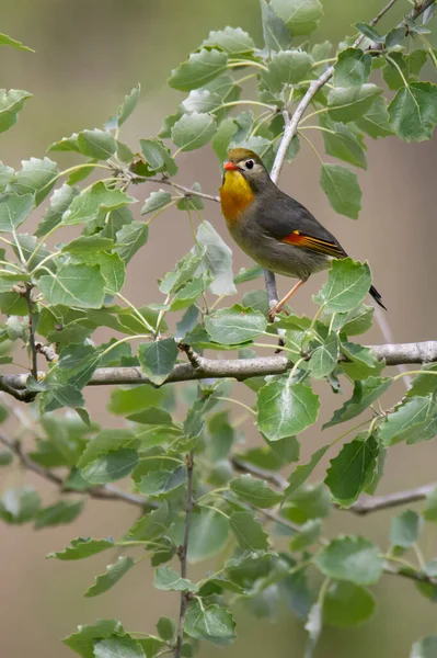 Pássaro Leiothrix Lutea Rouxinol Japonês Galho Árvore — Fotografia de Stock