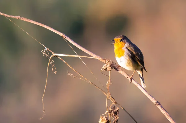 木の枝にある小さなロビン鳥は — ストック写真