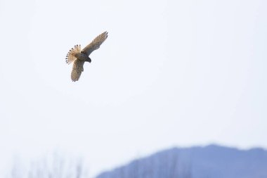 Serbest uçuşla dağlarda kerkenez