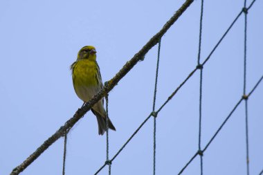 Voleybol ağında oturan siskin kuş.