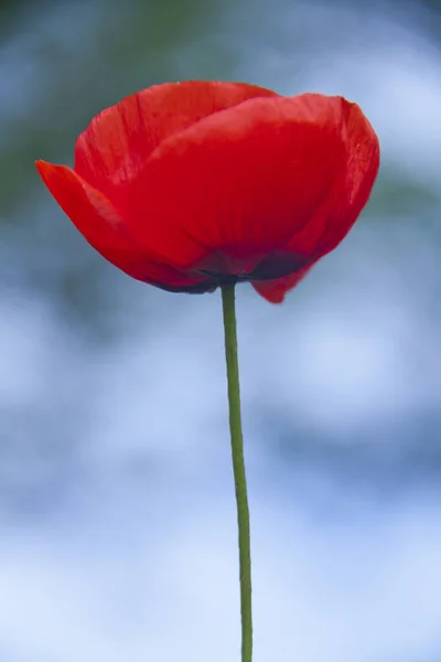 Bela Única Flor Papoula Vermelha — Fotografia de Stock