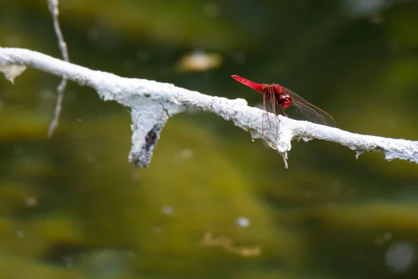 Rote Libelle Auf Ast See — Stockfoto