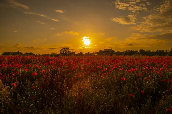 Coucher Soleil Suggestif Sur Champ Pavot Italie — Photo