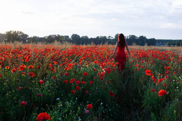 Young Woman Red Dress Walks Poppy Field — Stock Photo, Image