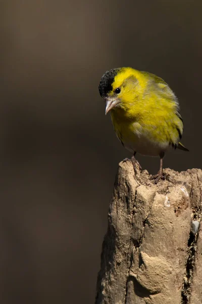 Pequeño Pájaro Siskin Muñón Mira Hacia Abajo Sobre Fondo Marrón —  Fotos de Stock