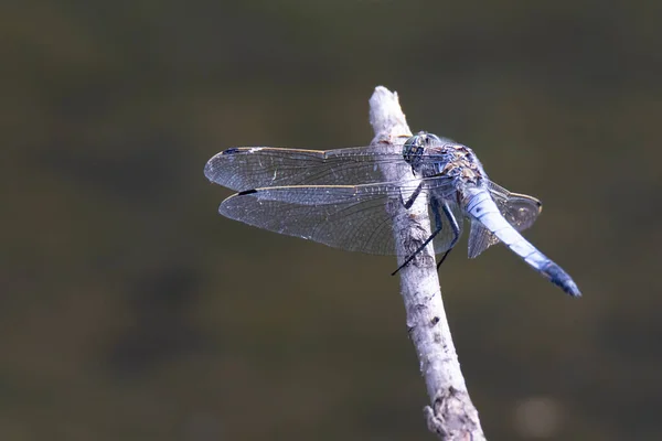 Blaue Libelle Landete Auf Dem Stamm Über Wasser — Stockfoto