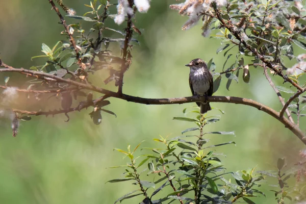 Flugsnappare Blommande Gren Grön Bakgrund Sommaren — Stockfoto