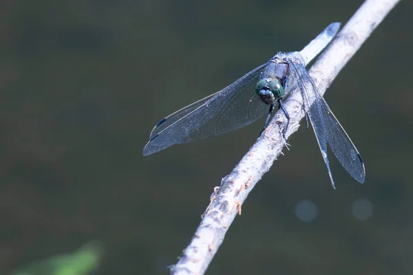 Blaue Libelle Auf Dem Stamm Pflanzen Über Dem See — Stockfoto