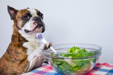 Fransız bulldog çatalla salata yer.