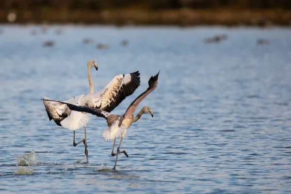 Två Flamingos Igång Och Väg Att Lyfta Från Vattenytan Sjö — Stockfoto