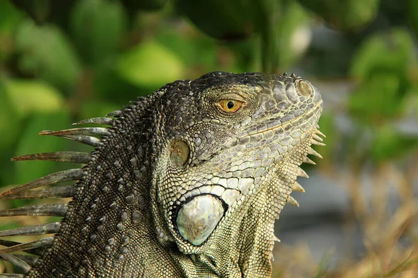 head of the beautiful big iguana in park of Saint Martin island of United States