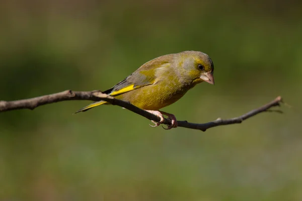 Grönfink Fågel Trädgrenen — Stockfoto