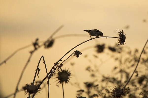 Silhouet Van Een Kleine Vogel Een Distel Tegen Achtergrond Van — Stockfoto