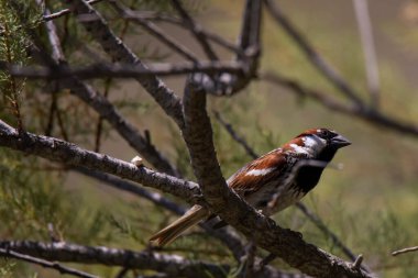 İtalyan serçesi ağaç dalında