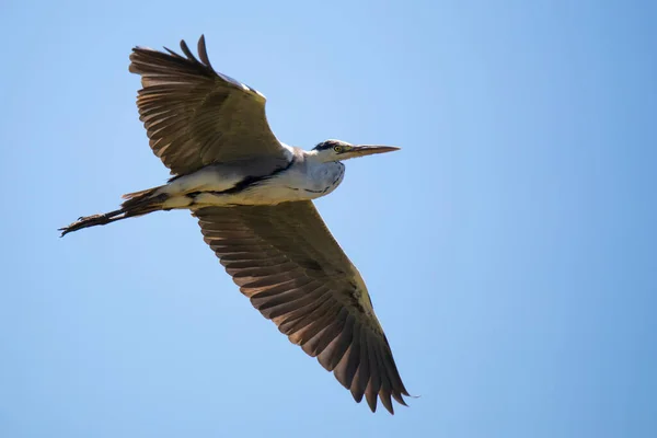 Grå Häger Fri Flygning Den Blå Himlen — Stockfoto