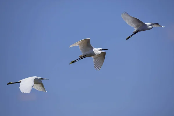Tre Små Egrets Flykt Mot Den Blå Himlen Toscana — Stockfoto