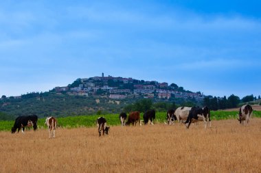 İtalya 'da tipik Toskana manzarası. İnekler bir dağ kasabasının arka planında çayırlarda otlar.