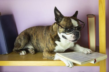 Gözlüklü Fransız bulldog ve bir insan gibi kitap okuyor.