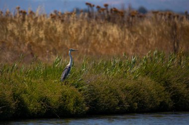 Yazın nehir kenarındaki sazlıklarda gri balıkçıl.